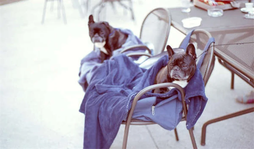 Os 10 gatos mais inteligentes: descubra quais raças são verdadeiros gênios felinos!