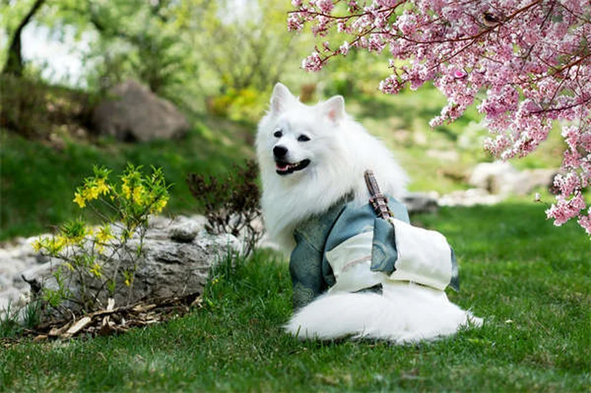 10 Raças de Cães Japoneses Incríveis que Você Precisa Conhecer