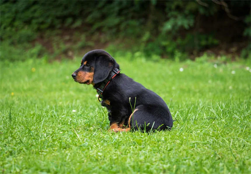 5 Fatos Surpreendentes Sobre Pulgas Que Todo Dono de Pet Precisa Saber