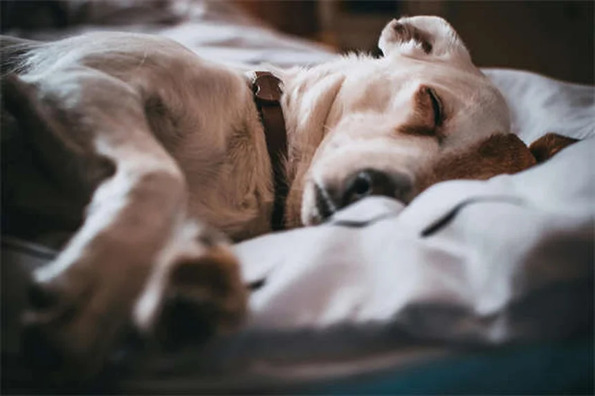 Como Apresentar um Gato a um Cão Sem Stress: 5 Passos Essenciais