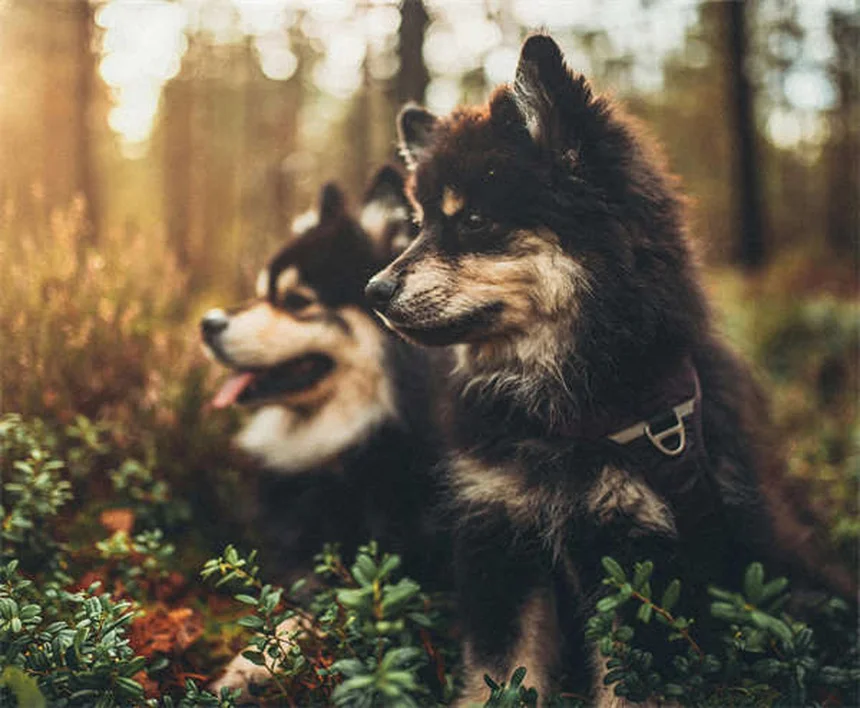 ProHeart 12: A Solução Definitiva Contra Dirofilariose Canina