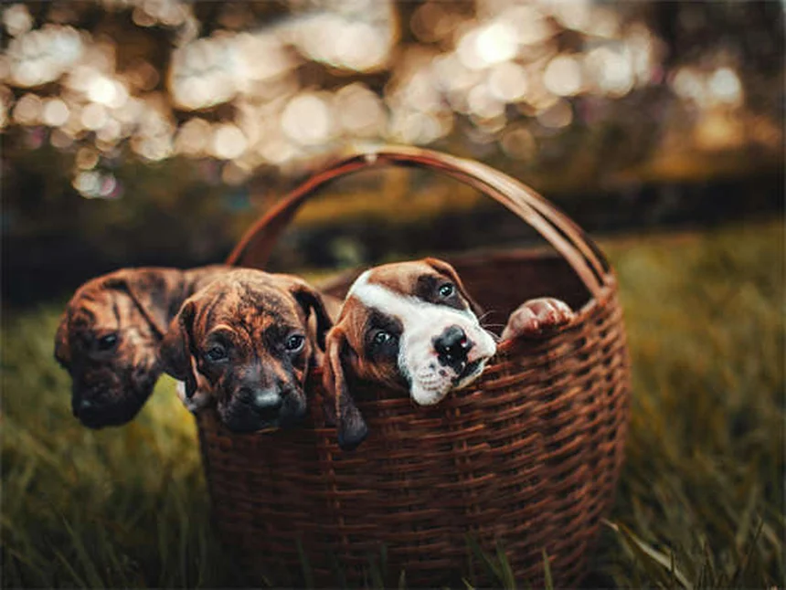 ProHeart 12: A Solução Definitiva Contra Dirofilariose Canina