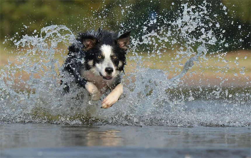 Por que meu cachorro não está bebendo água? 5 motivos e soluções