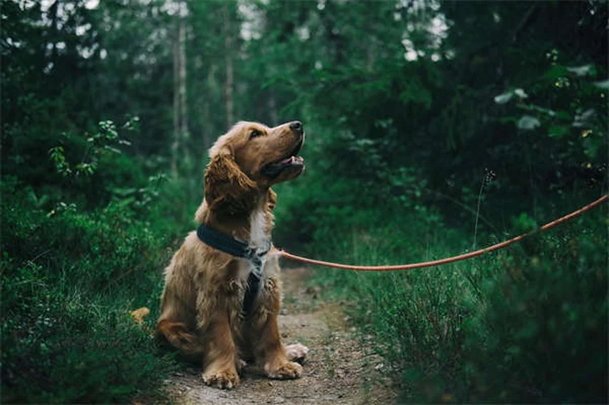 Por que os cachorros dormem tanto? Descubra os segredos do sono canino!