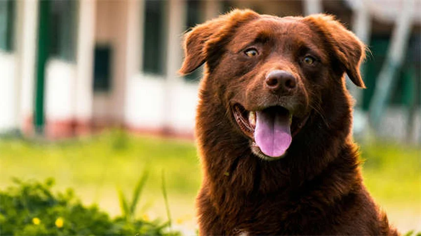 Como calcular a idade do seu cão em anos humanos: guia completo