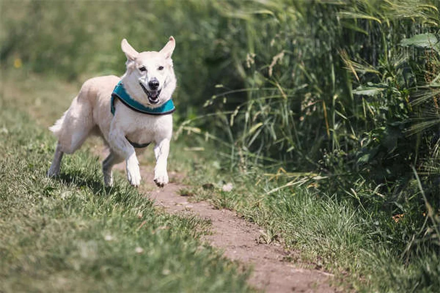 Como eliminar pulgas em filhotes: guia completo para proteger seu cachorrinho
