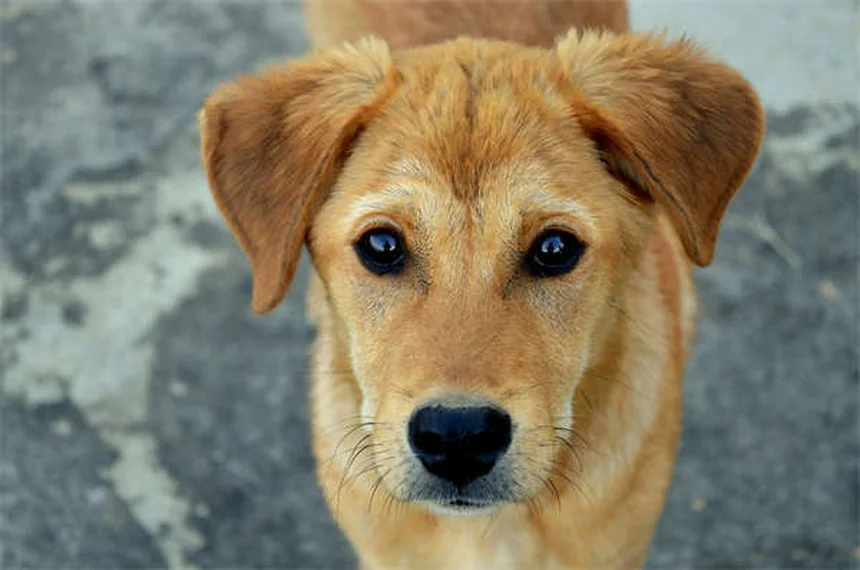 Como eliminar pulgas em filhotes: guia completo para proteger seu cachorrinho