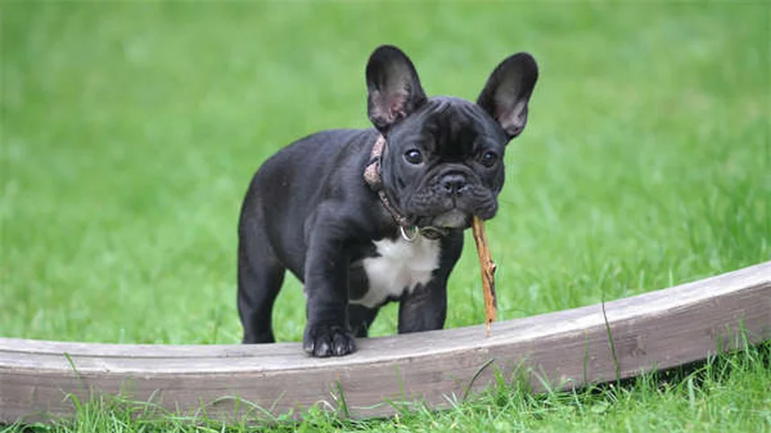 Dock diving para cães: guia completo para iniciantes
