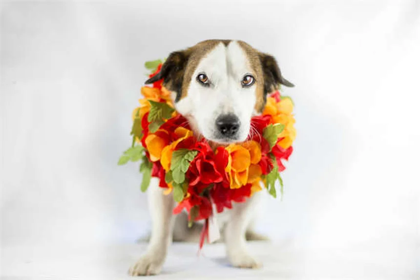 Por que os cães inclinam a cabeça? Descubra os 5 motivos fascinantes!