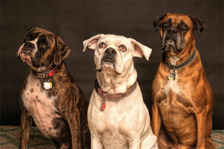 Cães lambem feridas: Perigo ou cura? Descubra a verdade!