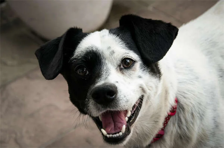 Vacina Bordetella para cães: Tudo o que você precisa saber