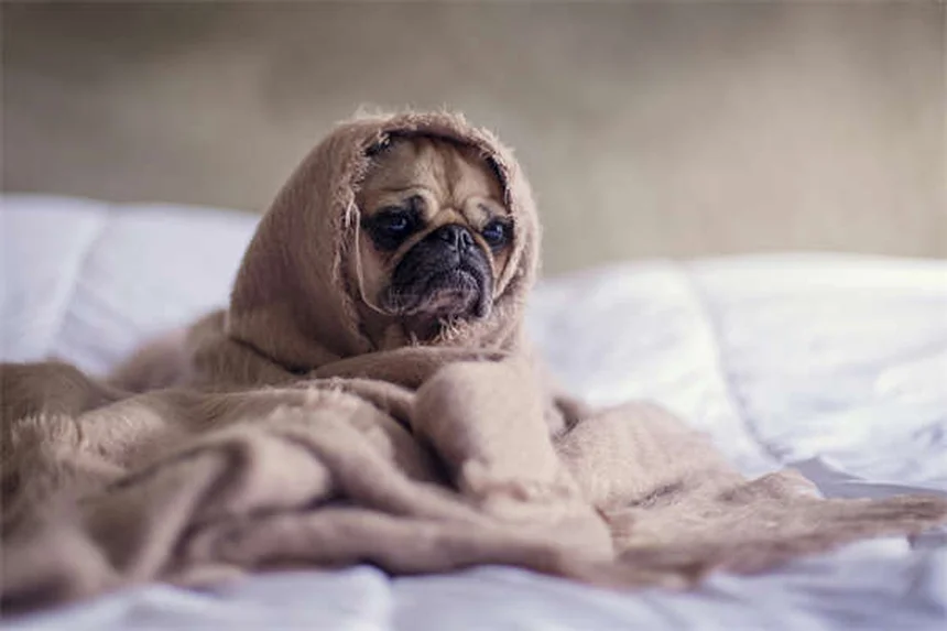 Como calcular a idade do seu cão: guia completo por tamanho e raça