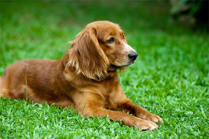 Como calcular a idade do seu cão: guia completo por tamanho e raça