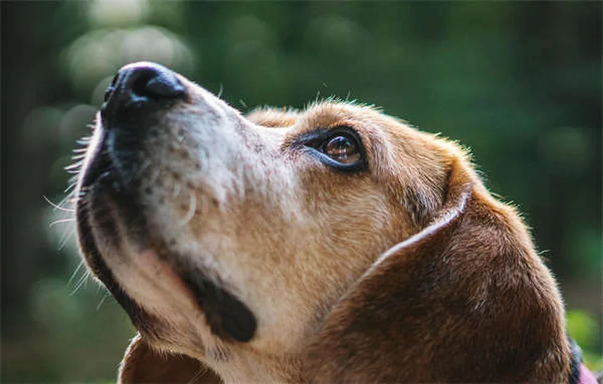Hot spots em cães: causas, tratamento e prevenção