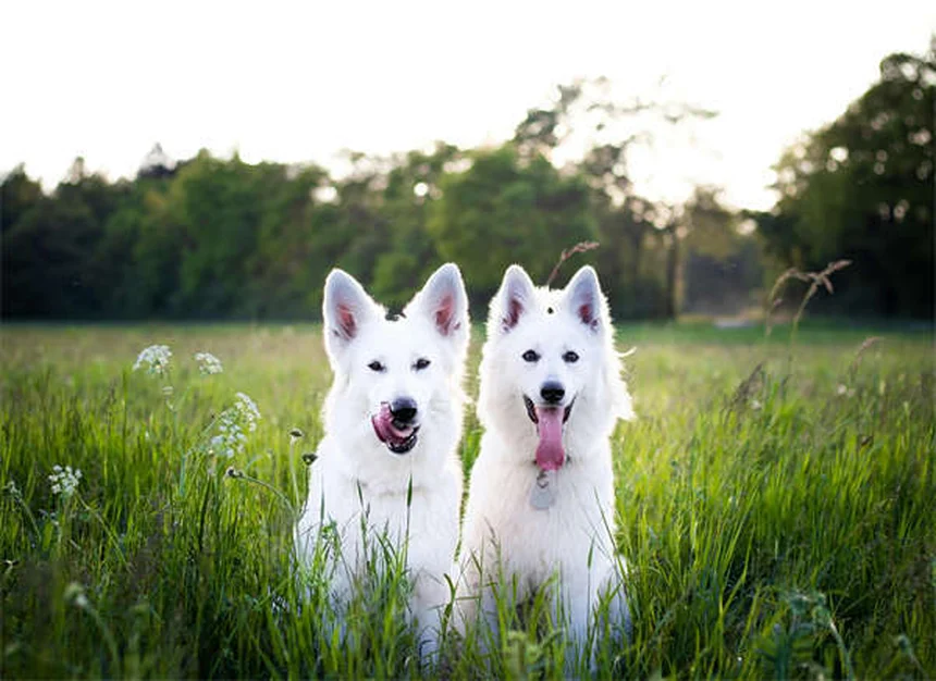 Hot spots em cães: causas, tratamento e prevenção