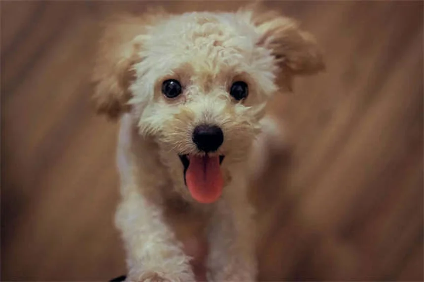 5 Sinais de Que Seu Cão Está Fazendo Exercício Demais - Guia Completo