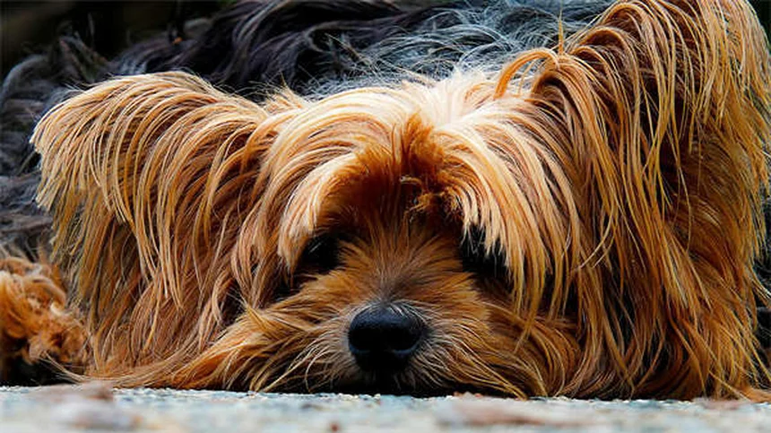 Como Escolher o Tamanho Ideal de Caixa de Transporte para Cães