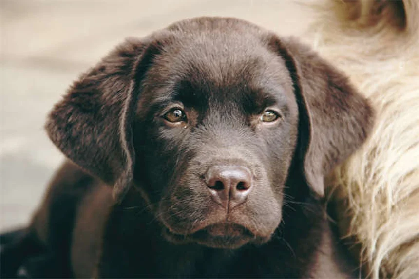 Carrapatos em pets: os 10 estados dos EUA com maior risco