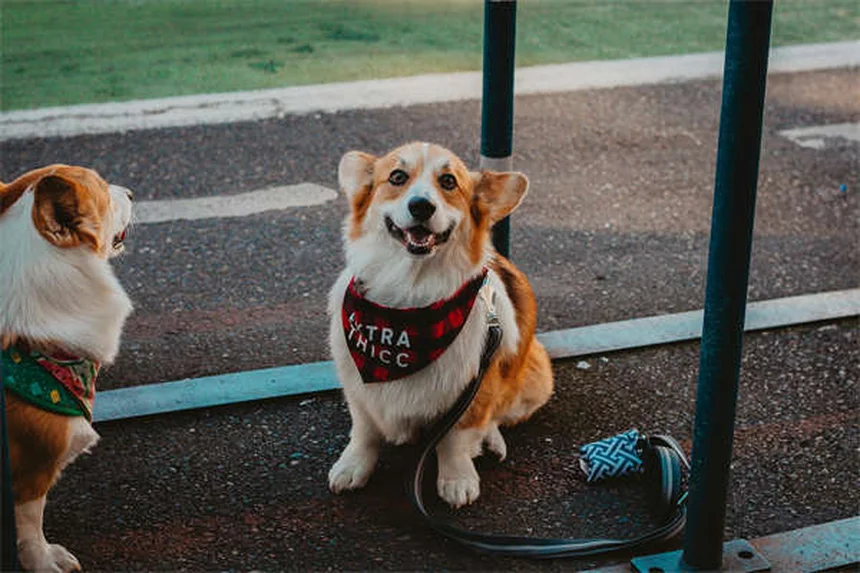 Methocarbamol para Pets: Tudo o que Você Precisa Saber