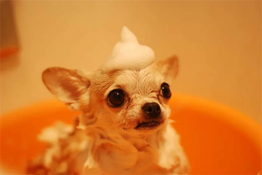 Methocarbamol para Pets: Tudo o que Você Precisa Saber