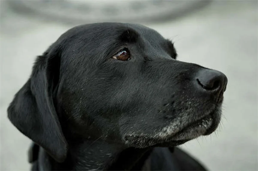 Methocarbamol para Pets: Tudo o que Você Precisa Saber