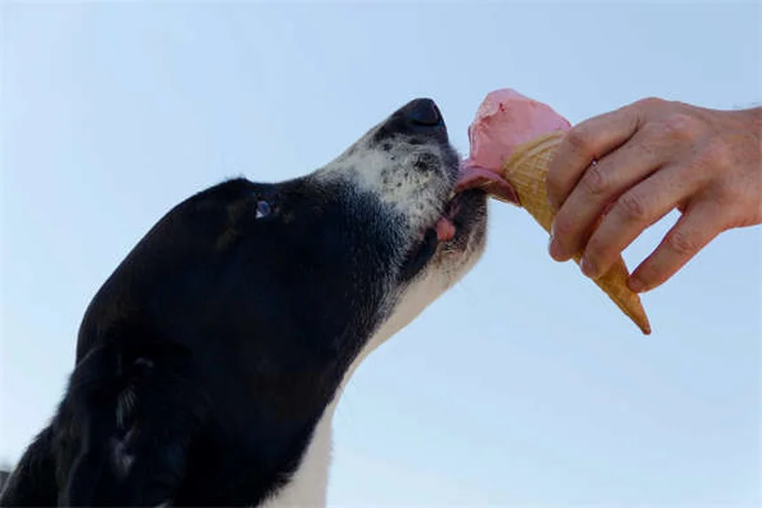 Câncer de Pulmão em Cães: Sintomas, Tratamentos e Como Identificar