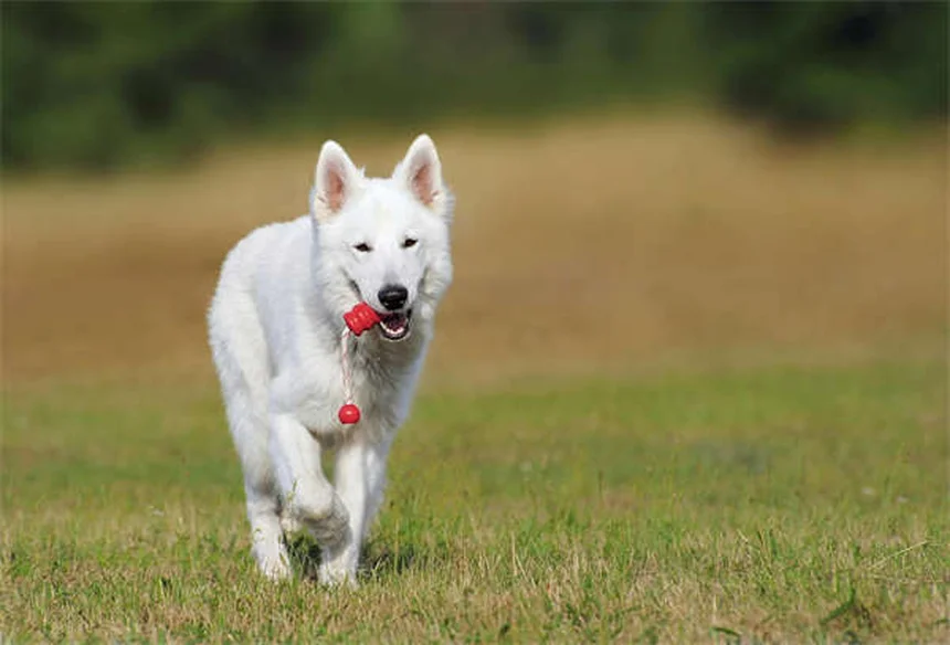 Lista Essencial para o Seu Novo Gatinho: Tudo o Que Você Precisa Saber