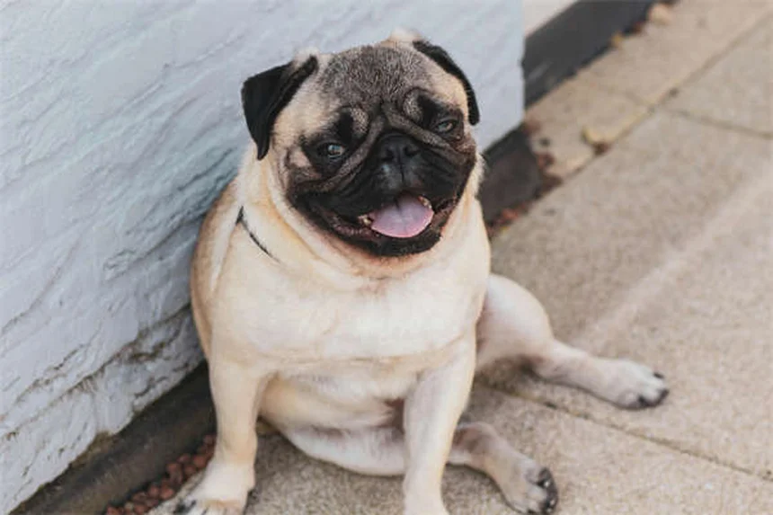 Lista Essencial para o Seu Novo Gatinho: Tudo o Que Você Precisa Saber