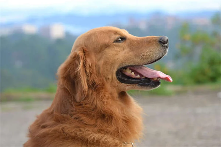 Cães podem comer mel? Descubra os benefícios e riscos para seu pet