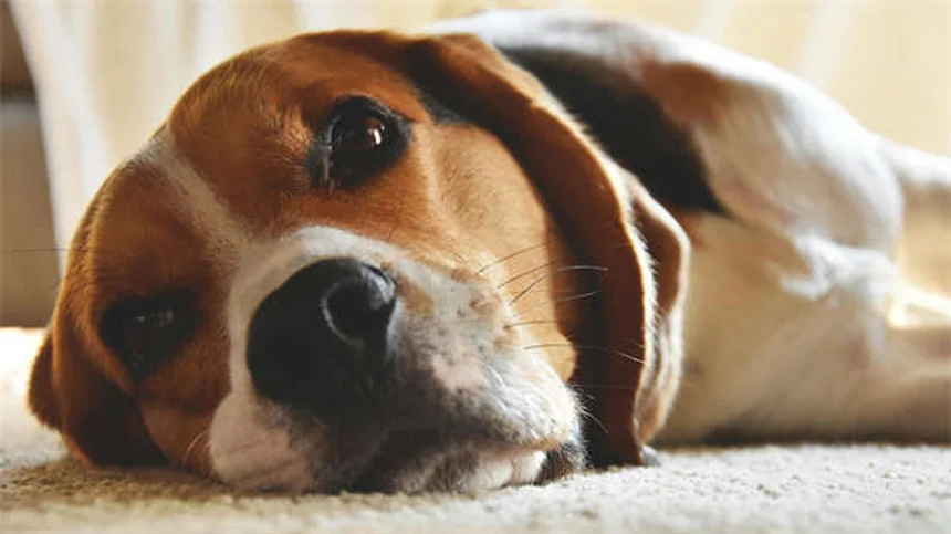 Estase Gastrointestinal em Coelhos: Sintomas, Tratamento e Como Prevenir