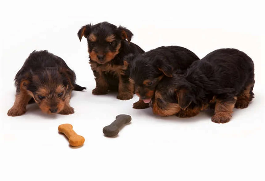 Boca seca em pets: causas e tratamentos essenciais