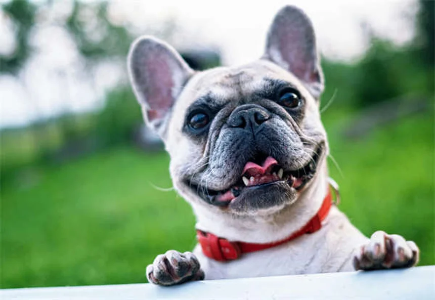 Boca seca em pets: causas e tratamentos essenciais