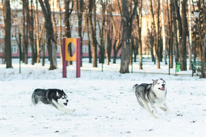 Temaril-P para Cães: Alívio Eficaz para Coceira e Tosse