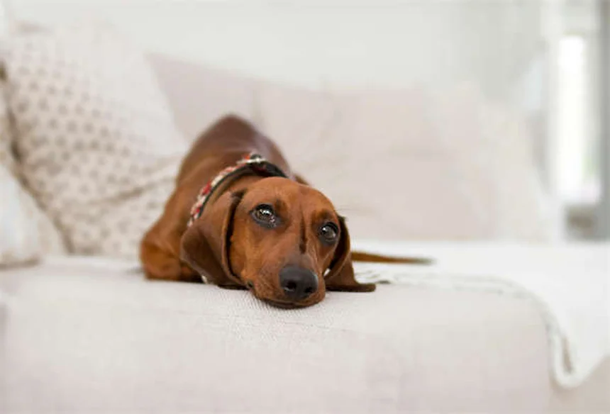 Temaril-P para Cães: Alívio Eficaz para Coceira e Tosse