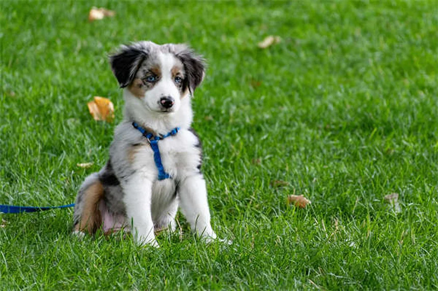 Plantas seguras para gatos: 20 opções que não fazem mal ao seu felino