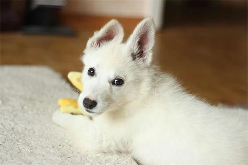 Eletrólitos para cavalos: guia completo para manter seu animal hidratado