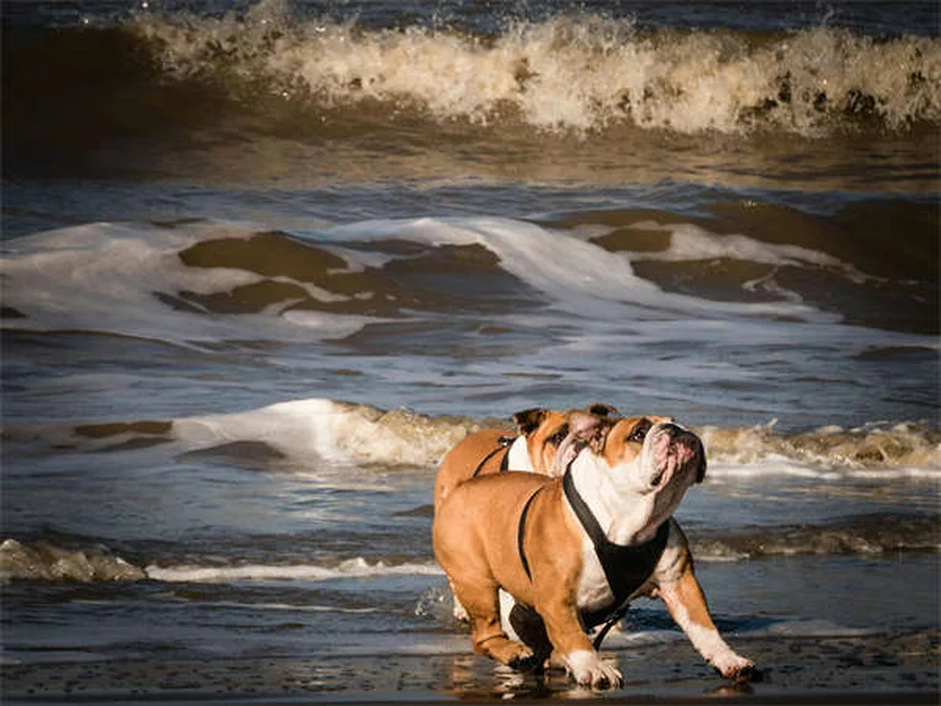 Como Preparar Seu Cão para o Teste de Bom Cidadão Canino em 5 Passos