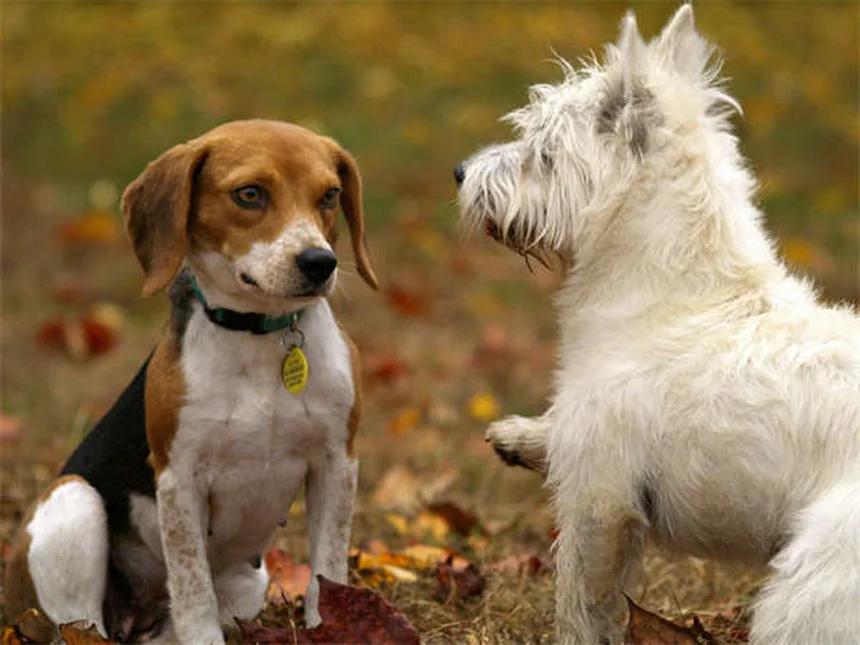 Como Preparar Seu Cão para o Teste de Bom Cidadão Canino em 5 Passos