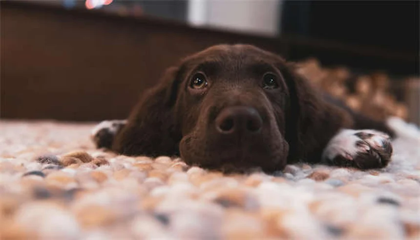 Vacina Bordetella para cães: Tudo o que você precisa saber