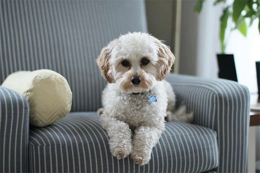 5 Maneiras Comuns Que Seu Cão Pega Carrapatos (e Como Evitar)